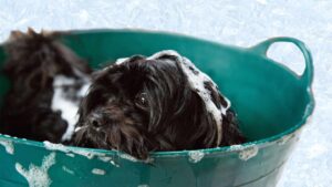 chien dans son bain