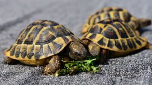 deux tortue qui mange