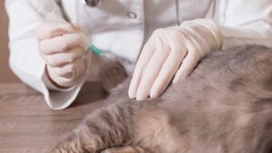 vaccins pour animaux