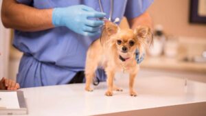 vaccination chiens