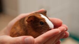hamster dans les mains