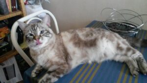 demenagement animal compagnie