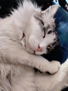 chat litiere