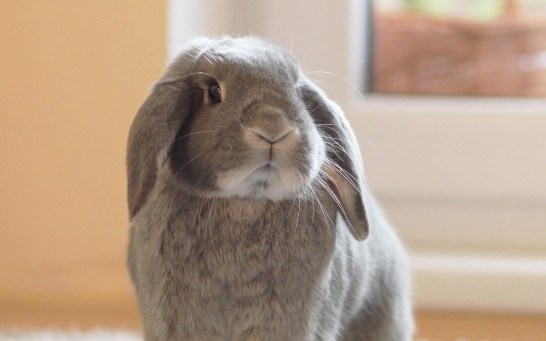 Comment choisir un animal de compagnie pour un appartement ?