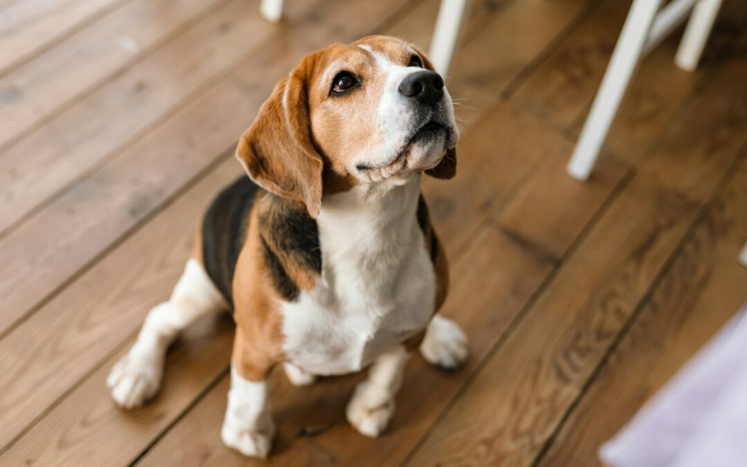 Guide des races de chiens : comment choisir le compagnon idéal ?