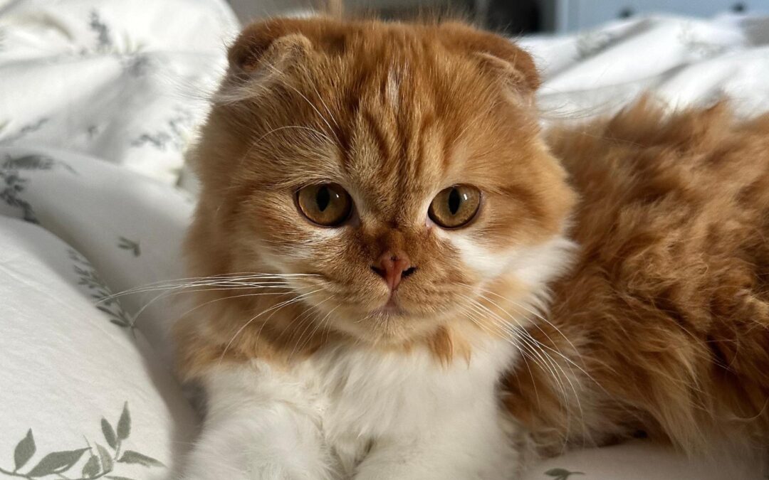 Comment socialiser un chaton.