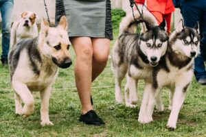 chien assurance sante